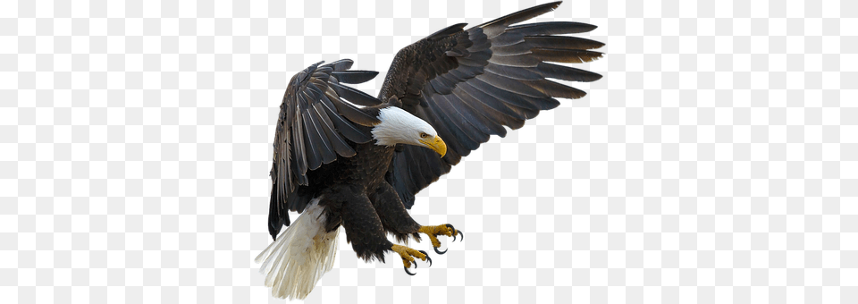 Isolated Animal, Bird, Eagle, Bald Eagle Free Png Download