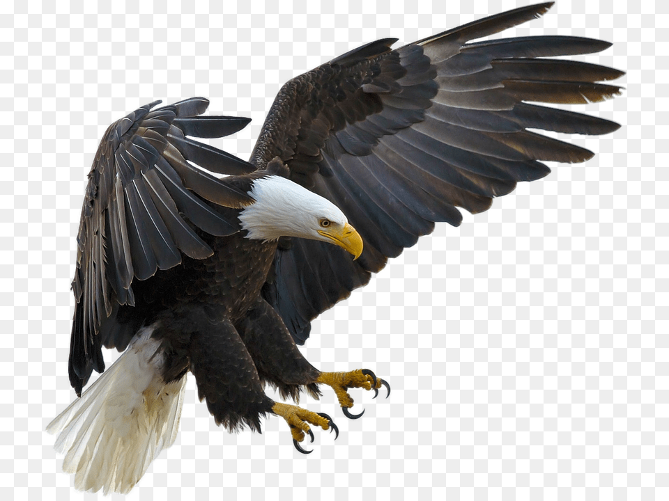 Isolated Animal, Bird, Eagle, Bald Eagle Free Transparent Png