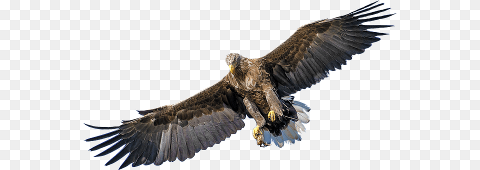 Isolated Animal, Bird, Eagle, Vulture Png Image