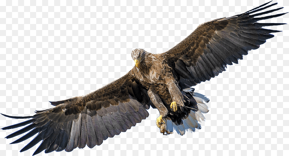 Isolated Animal, Bird, Eagle, Vulture Free Png Download