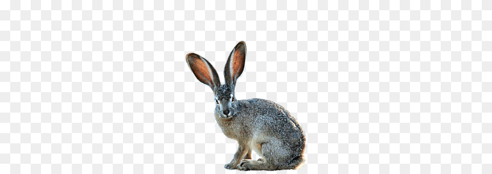 Isolated Animal, Hare, Mammal, Rodent Free Transparent Png