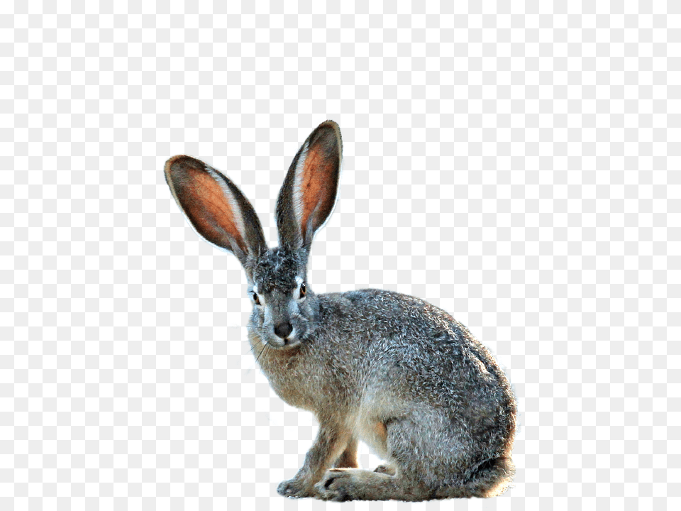 Isolated Animal, Hare, Mammal, Rodent Free Transparent Png