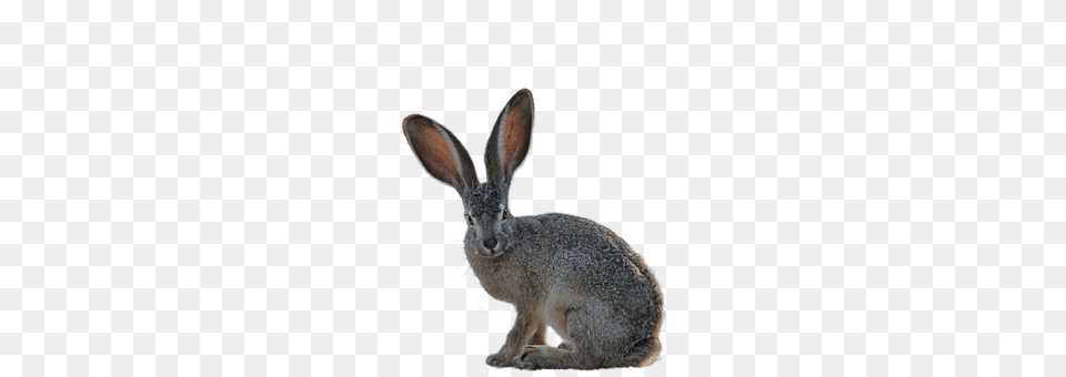 Isolated Animal, Hare, Mammal, Rodent Png