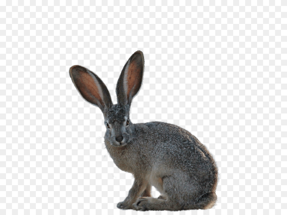 Isolated Animal, Hare, Mammal, Rodent Free Png