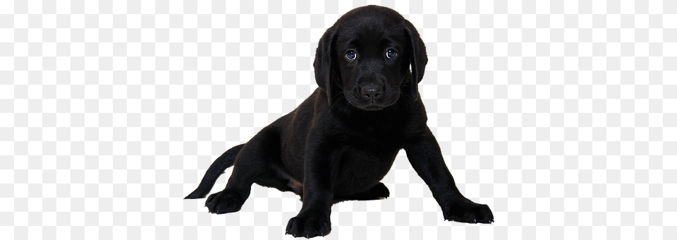 Isolated Animal, Canine, Dog, Labrador Retriever Png Image