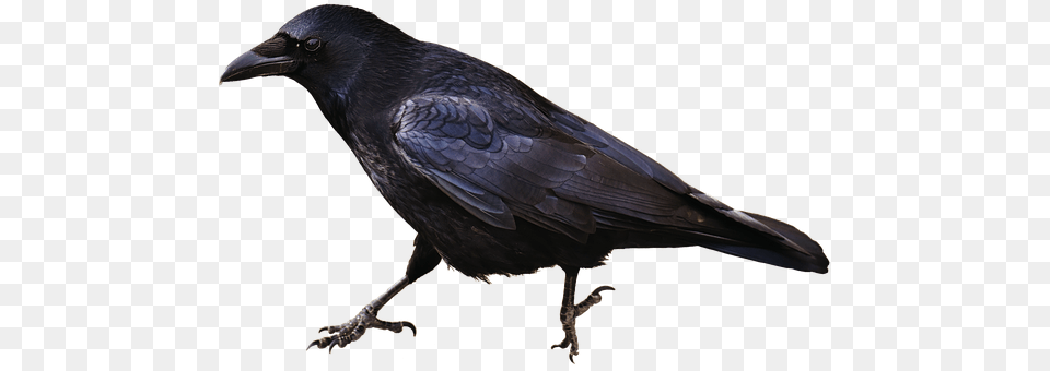 Isolated Animal, Bird, Blackbird, Crow Png