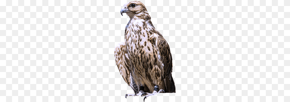 Isolated Animal, Bird, Buzzard, Hawk Free Transparent Png