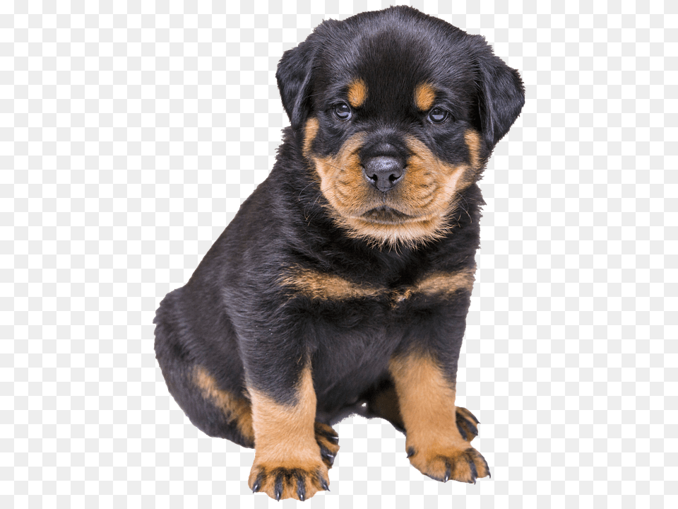 Isolated Animal, Canine, Dog, Mammal Free Png Download