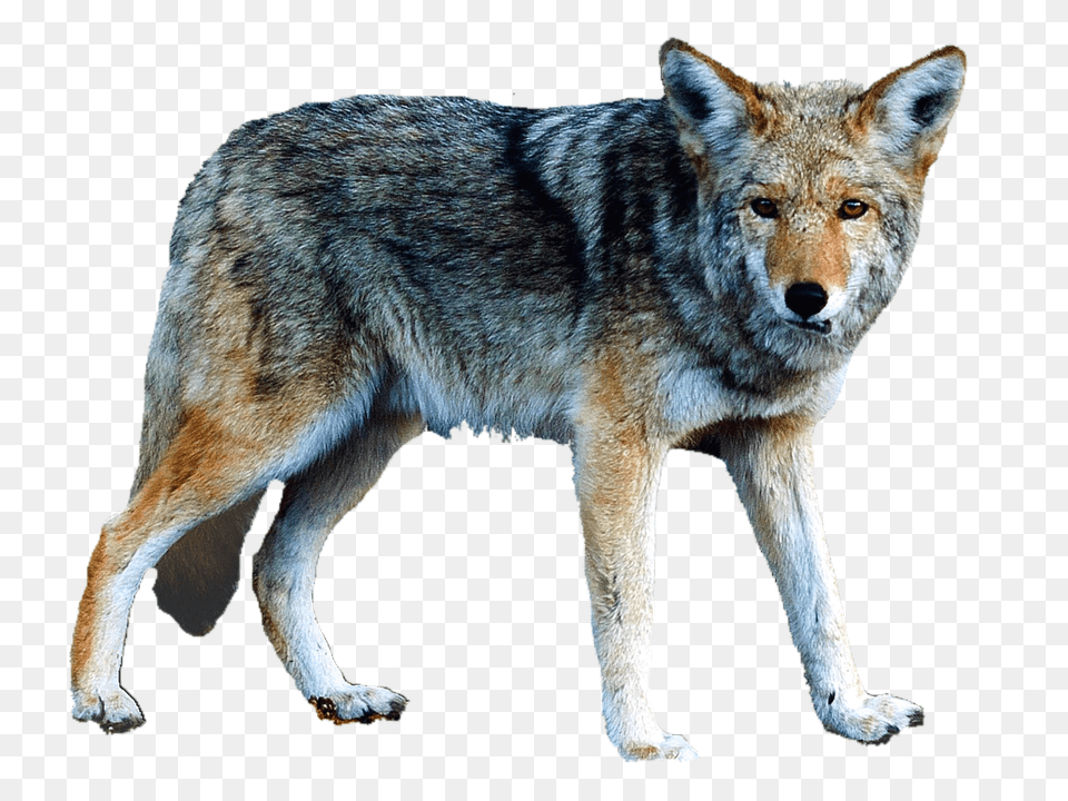 Isolated Animal, Coyote, Mammal, Canine Png Image