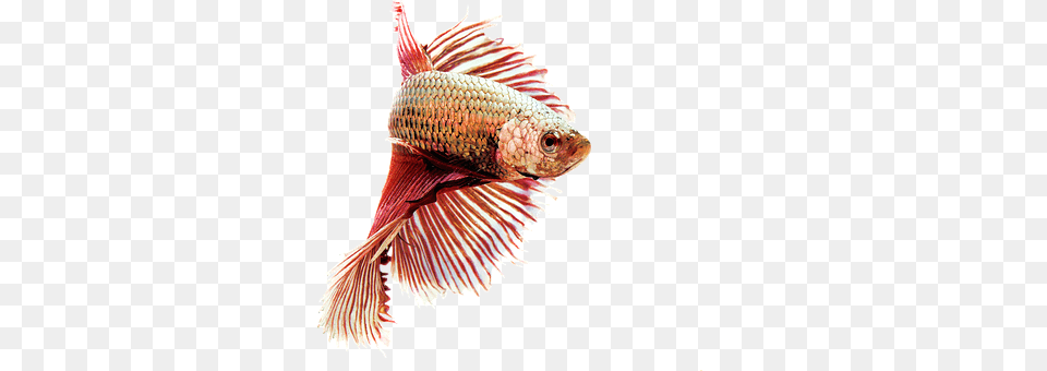 Isolated Aquatic, Water, Animal, Fish Png Image