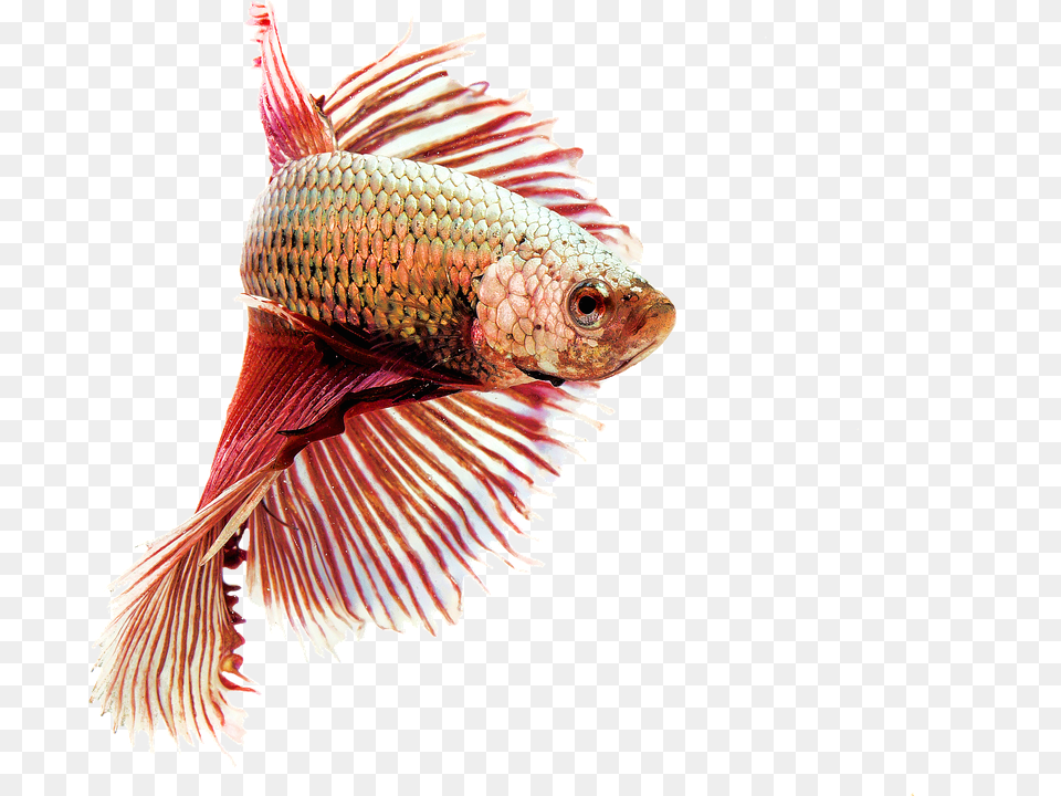 Isolated Animal, Aquatic, Fish, Sea Life Png Image