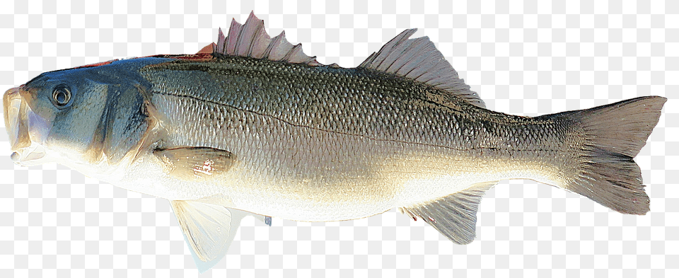 Isolated Animal, Fish, Sea Life, Perch Free Transparent Png