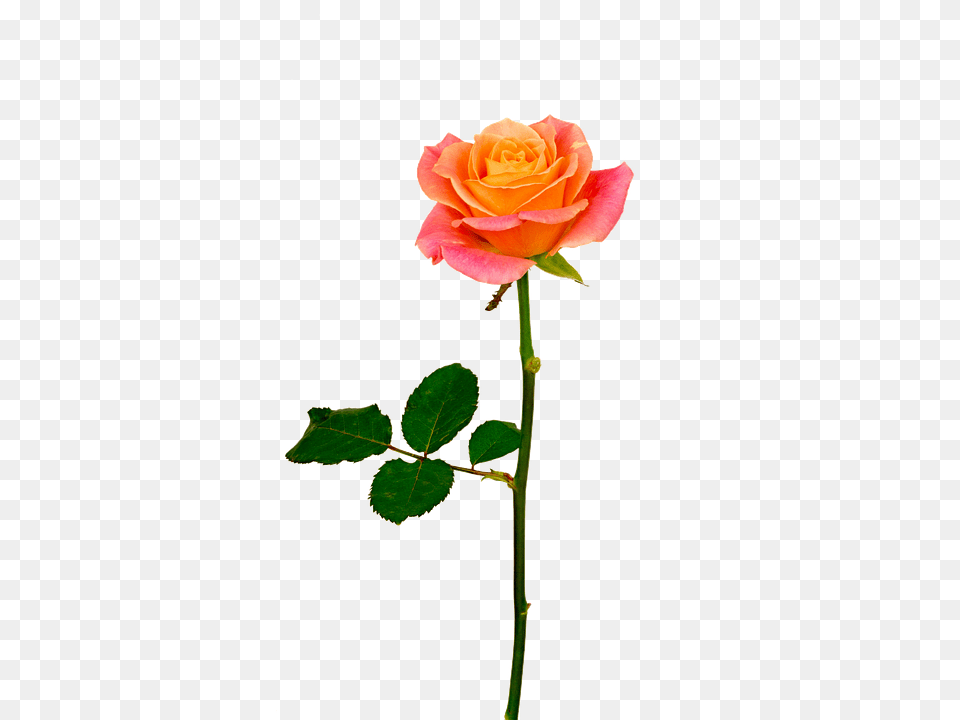 Isolated Flower, Plant, Rose Png