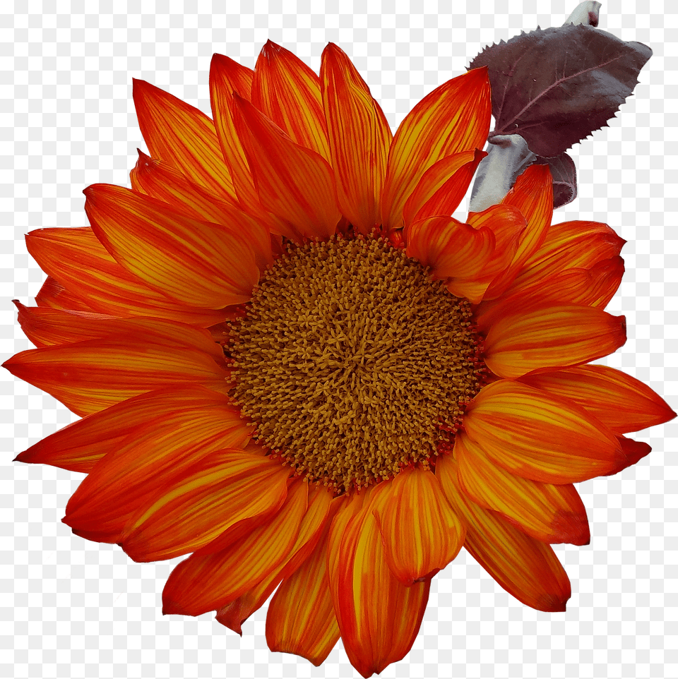 Isolated Flower, Plant, Petal, Sunflower Free Transparent Png