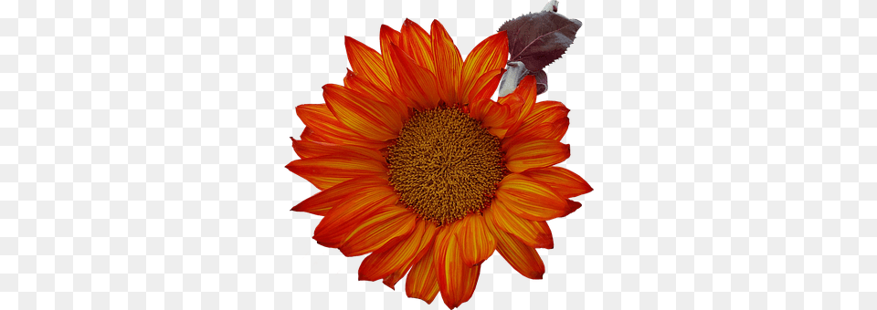 Isolated Flower, Plant, Sunflower, Daisy Png Image