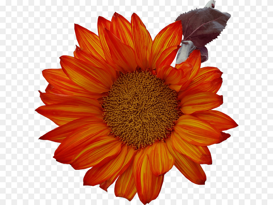 Isolated Flower, Plant, Sunflower, Petal Free Png