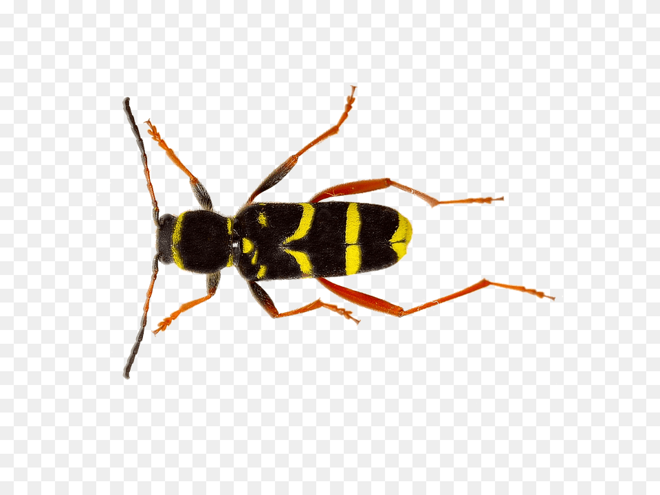 Isolated Animal, Bee, Insect, Invertebrate Free Png