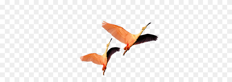 Isolated Animal, Bird, Flying, Crane Bird Free Png