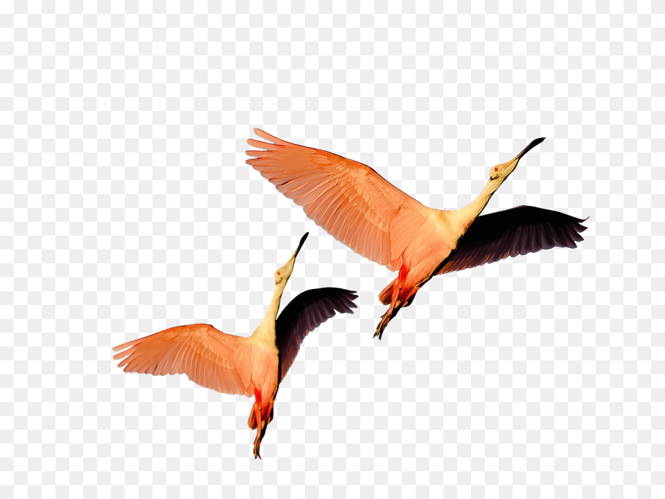Isolated Animal, Bird, Flying, Beak Free Png