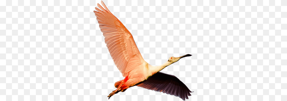 Isolated Animal, Bird, Crane Bird, Waterfowl Png Image