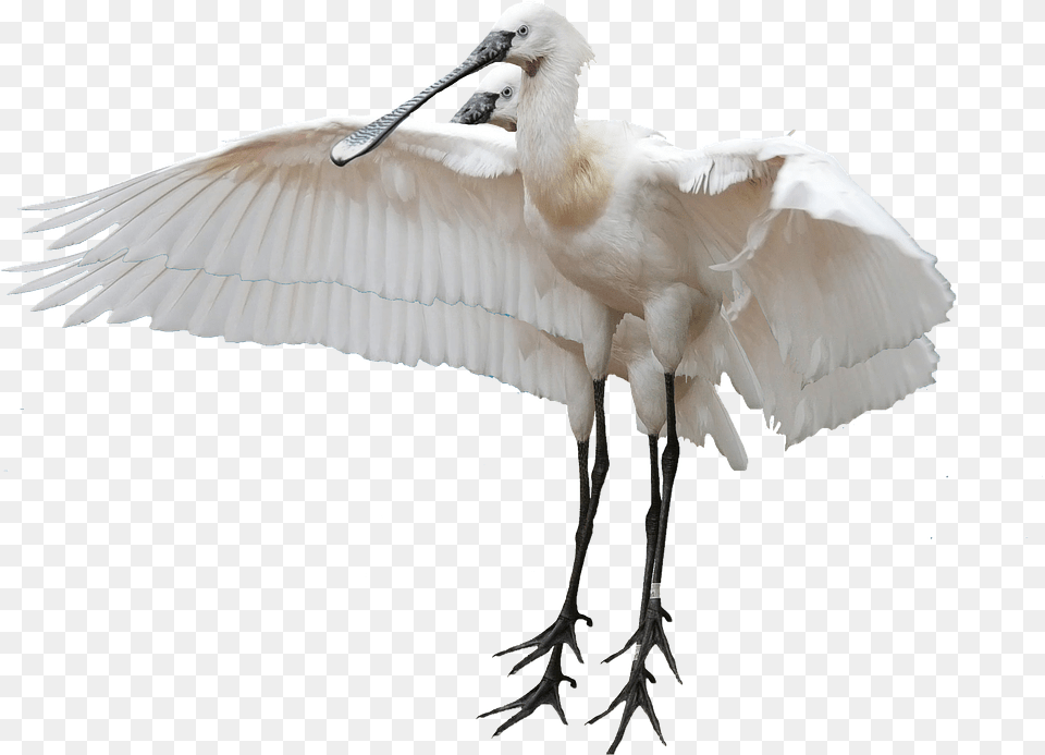 Isolated Animal, Bird, Waterfowl, Stork Png