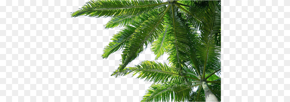 Isolated Leaf, Palm Tree, Plant, Summer Png Image