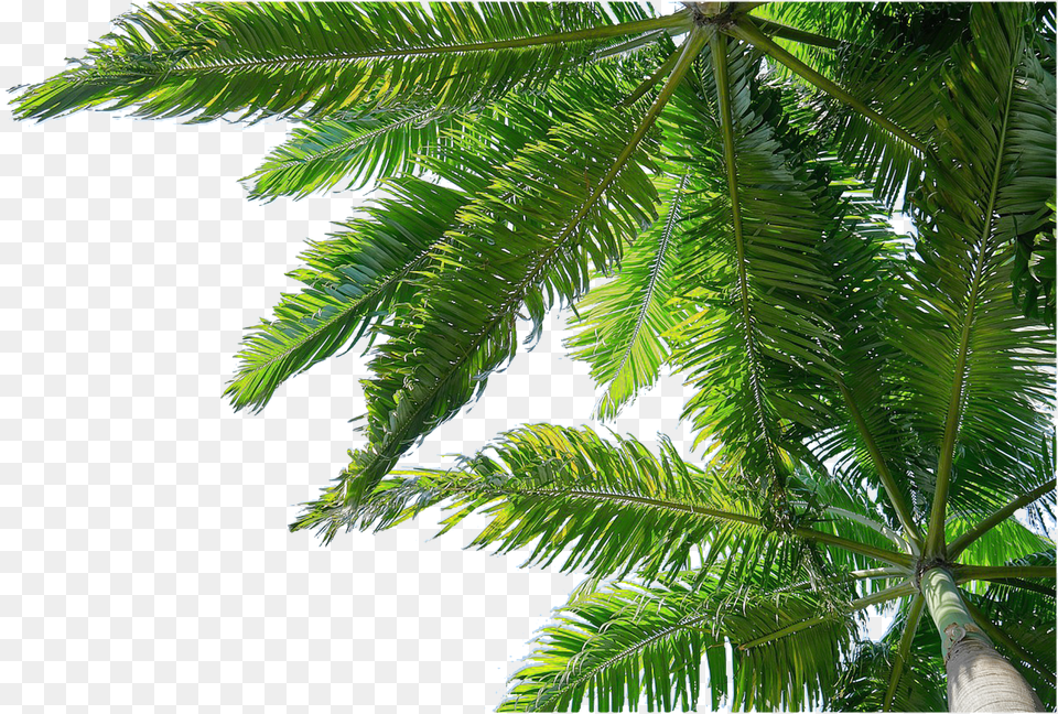 Isolated Leaf, Palm Tree, Plant, Summer Free Transparent Png