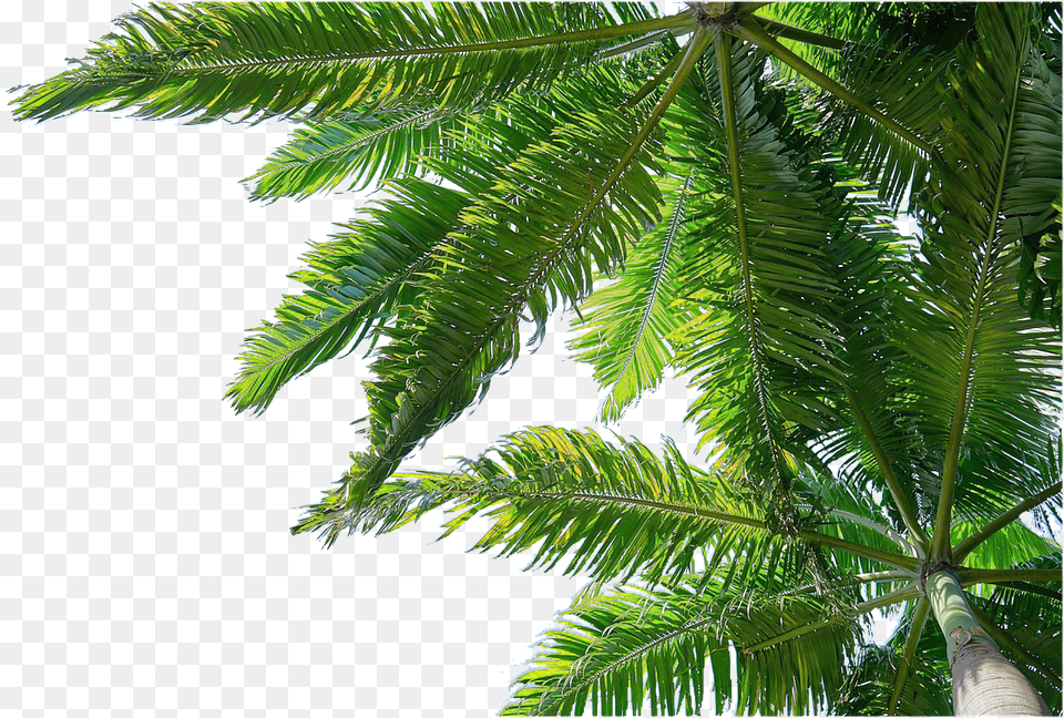 Isolated Leaf, Palm Tree, Plant, Summer Png