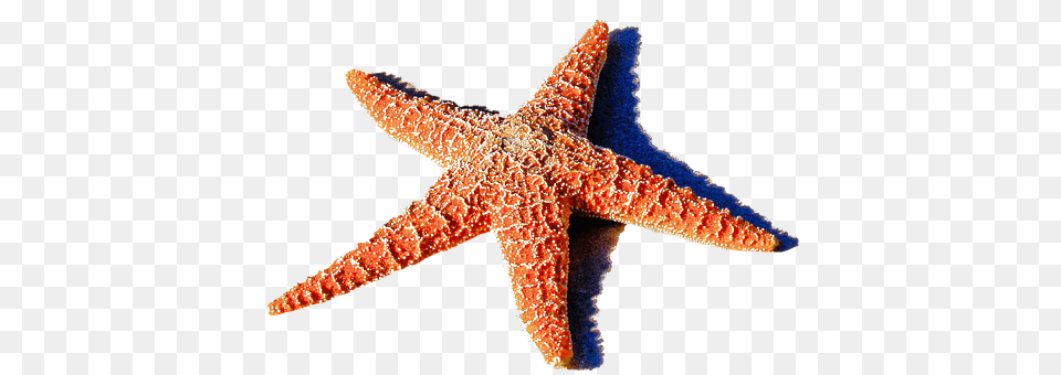 Isolated Animal, Invertebrate, Sea Life, Starfish Free Png Download