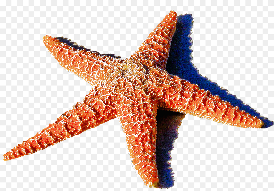 Isolated Animal, Sea Life, Invertebrate, Starfish Png Image