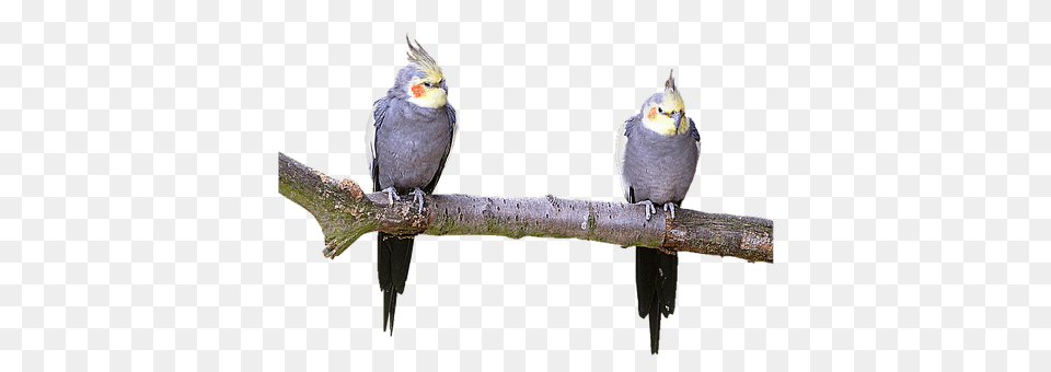 Isolated Animal, Beak, Bird, Parakeet Png Image