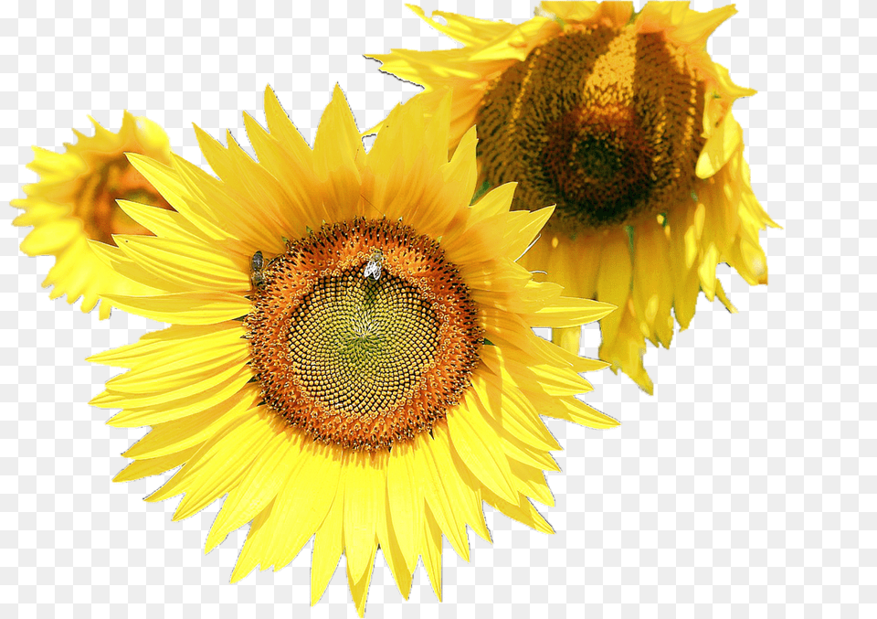 Isolated Flower, Plant, Sunflower Free Png Download