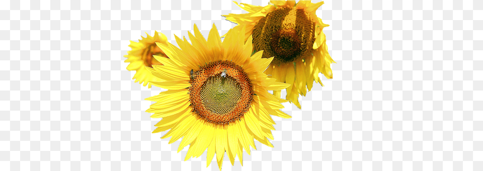 Isolated Flower, Plant, Sunflower Png Image