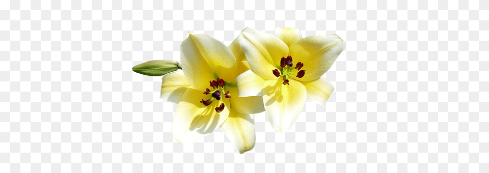 Isolated Flower, Plant, Anther, Pollen Free Png Download