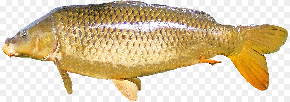 Isolated Animal, Carp, Fish, Sea Life Free Transparent Png