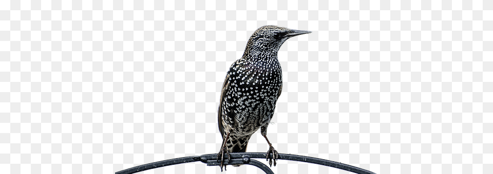 Isolated Animal, Beak, Bird, Anthus Png