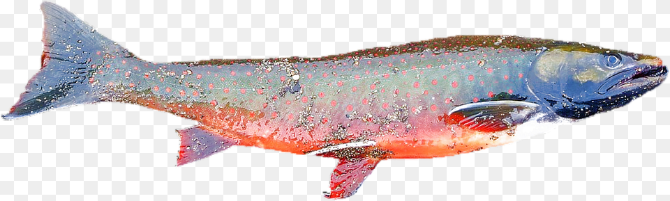 Isolated Animal, Fish, Sea Life, Trout Free Transparent Png