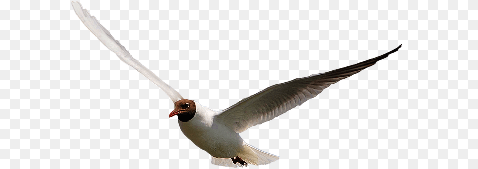 Isolated Animal, Beak, Bird, Flying Free Png