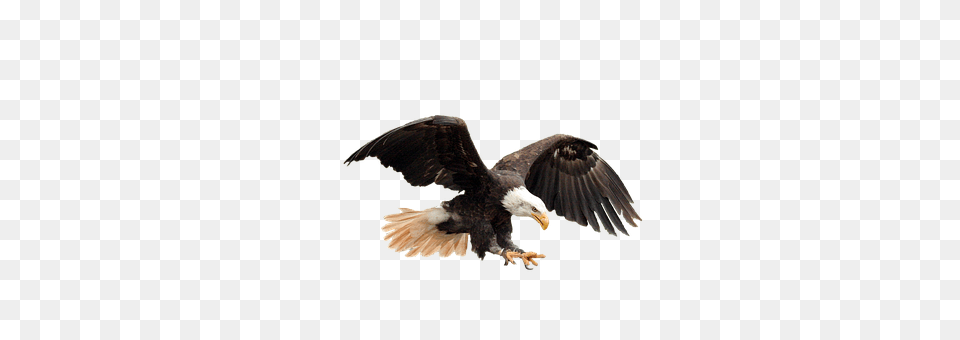 Isolated Animal, Bird, Eagle, Bald Eagle Free Png