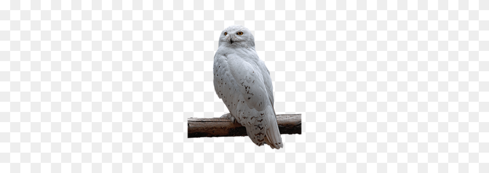 Isolated Animal, Bird, Owl, Beak Png Image