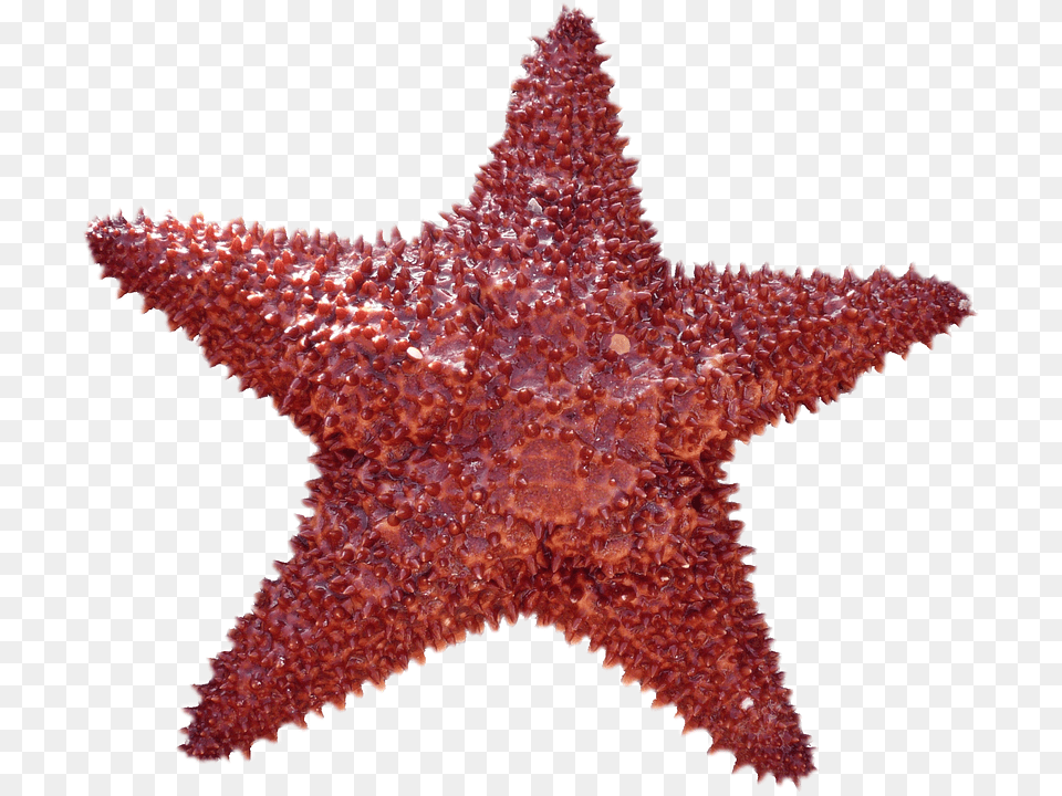 Isolated Animal, Sea Life, Invertebrate, Starfish Png