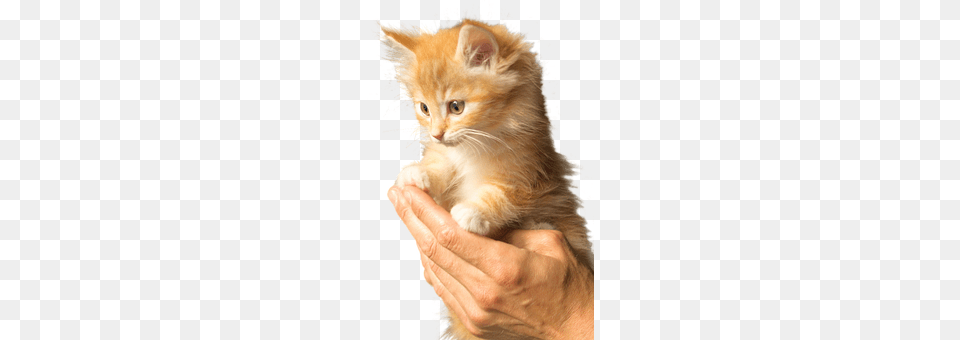 Isolated Animal, Cat, Kitten, Mammal Png Image