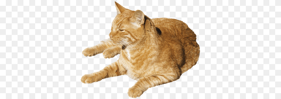 Isolated Animal, Cat, Mammal, Manx Free Transparent Png