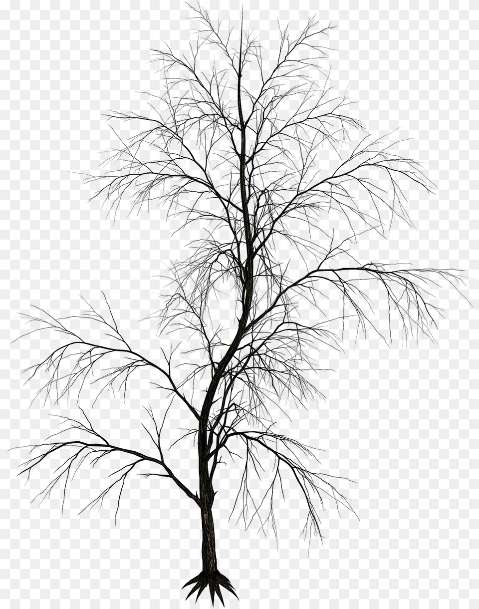 Isolated Aesthetic Tree, Ice, Nature, Outdoors, Plant Free Png