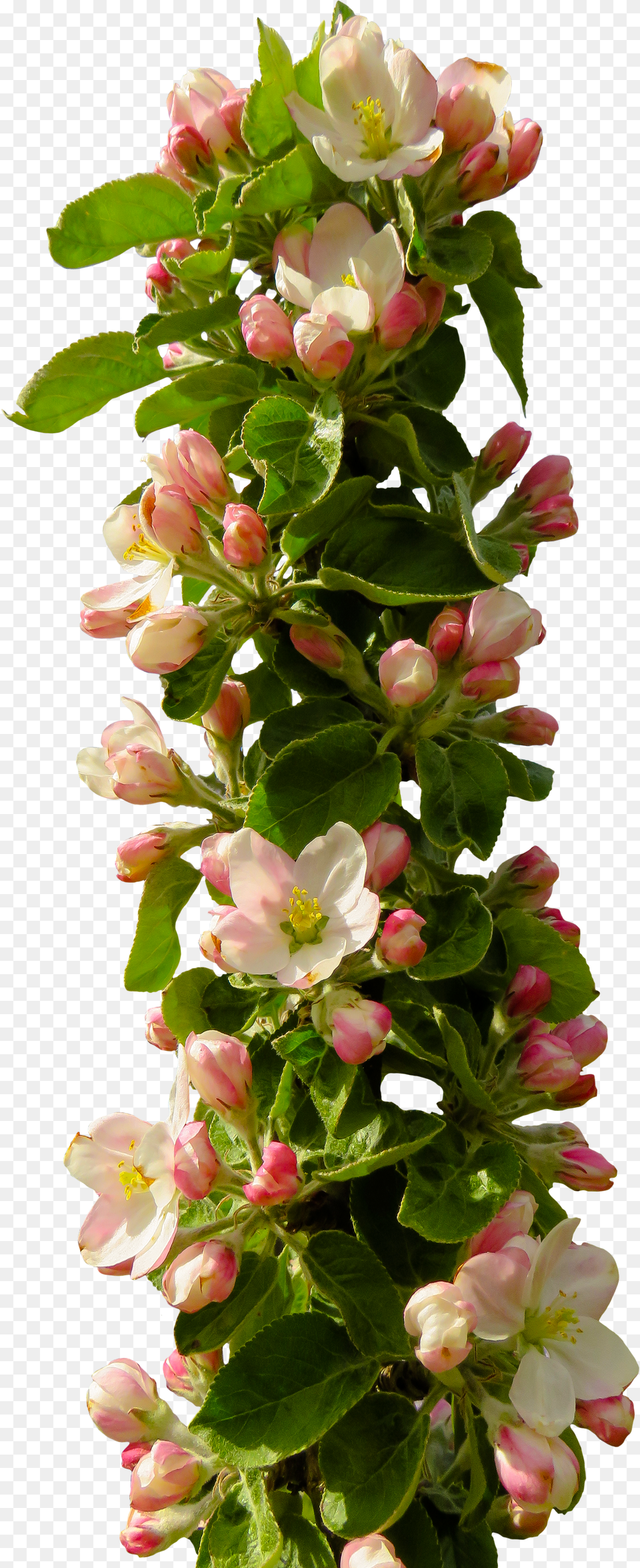 Isolated Apple Tree Flowering Branch Image Portable Network Graphics Free Png Download