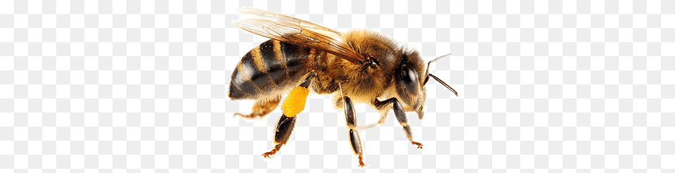 Isolated Bee, Animal, Honey Bee, Insect, Invertebrate Png