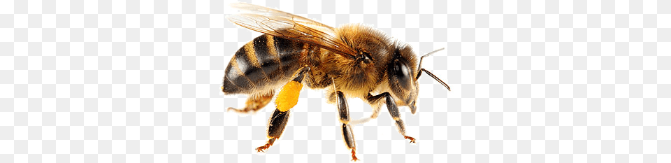 Isolated Bee Honey Bee, Animal, Honey Bee, Insect, Invertebrate Png