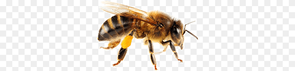Isolated Bee Honey Bee Animal, Honey Bee, Insect, Invertebrate Free Transparent Png