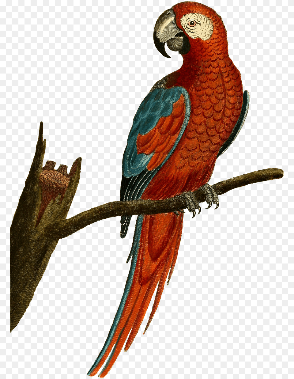Isolated Birds, Animal, Bird, Parrot, Macaw Free Transparent Png