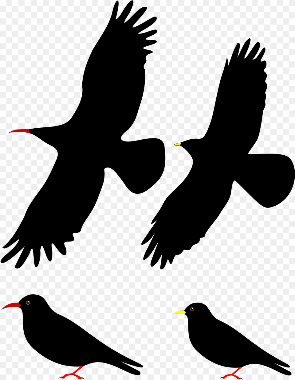 Isolated Birds, Animal Png